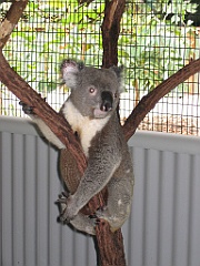CairnsTC175 Cairns Tropical Zoo